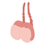 Icon representing testicular health checks for men